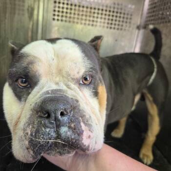 Manson -  English Bulldog Dog for Adoption in Birmingham, Alabama - Manson | PetCurious
