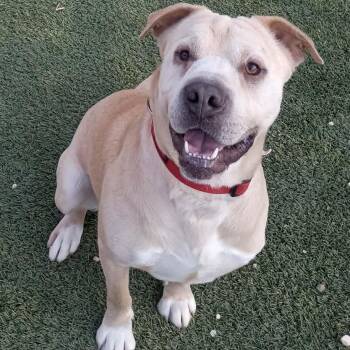 Rascal -  Shar Pei and Mixed Breed Dog for Adoption in Lenoir, North Carolina - Rascal | PetCurious