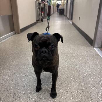 Pug Dogs Available for Adoption - Rocket | PetCurious