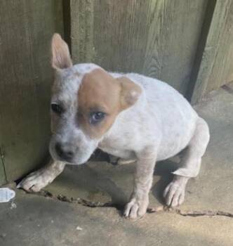 Red -  Hound and Mixed Breed Dog for Adoption in Zimmerman, Minnesota - Red | PetCurious