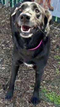 Labrador Retriever and Mixed Breed Dogs Available for Adoption - WHISKEY | PetCurious