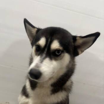 Rosie -  Husky Dog Available for Adoption in Eufaula, Oklahoma - Rosie | PetCurious