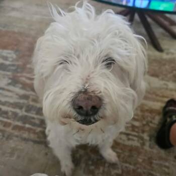 Border Terrier Dogs Available for Adoption - Mackie  | PetCurious