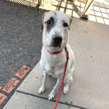 Georgia -  Great Pyrenees Dog for Adoption in Cheyenne, Wyoming - Georgia | PetCurious