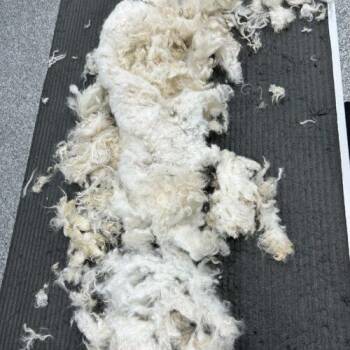 Ted E. Bear -  Maltipoo Dog for Adoption in Burlington, Iowa - Ted E. Bear | PetCurious