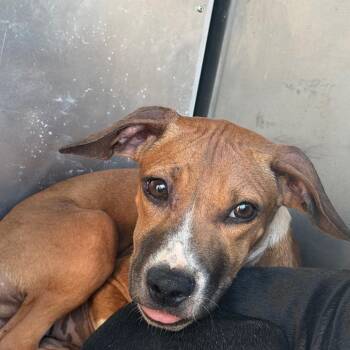 Serina -  Terrier Dog for Adoption in Greensboro, North Carolina - Serina | PetCurious