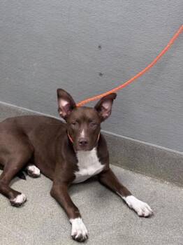 Rhodesian Ridgeback and Mixed Breed Dogs Available for Adoption in Las Vegas, Nevada - COCO BEAN | PetCurious