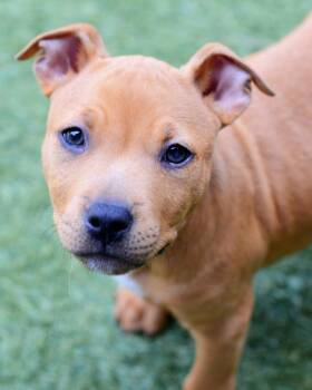Pit Bull Terrier Dogs Available for Adoption in Novato, California - Chowder | PetCurious
