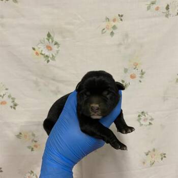 A613154 -  Pit Bull Terrier Dog for Adoption in Modesto, California - A613154 | PetCurious