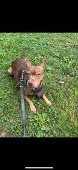 Rescue Mixed Breed Dogs for Adoption in Warren, Ohio - Michele | PetCurious