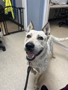 JUELZ -  Australian Cattle Dog Blue Heeler and Mixed Breed Dog for Adoption in Killeen, Texas - JUELZ | PetCurious