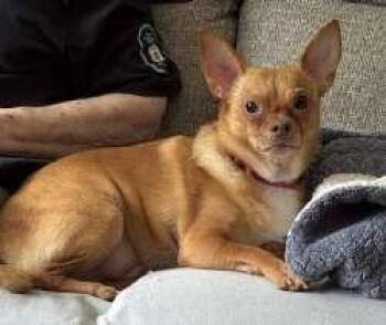 Pippin -  Chihuahua and Pomeranian Dog for Adoption in Sudbury, Massachusetts - Pippin | PetCurious