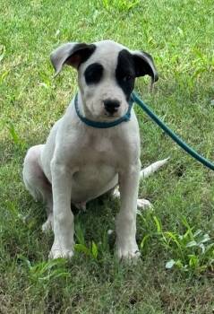 Rescue Labrador Retriever and Mixed Breed Dogs for Adoption in Moultrie, Georgia - Doss | PetCurious