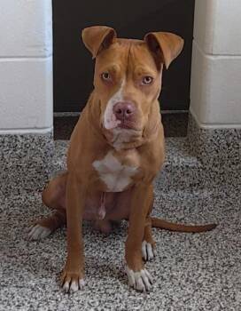 Duke -  Pit Bull Terrier and Mixed Breed Dog for Adoption in Westland, Michigan - Duke | PetCurious
