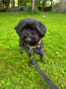 Buddy -  Shih Tzu Dog for Adoption in Alden, New York - Buddy | PetCurious