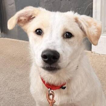 Luna (AO36623) -  Yellow Labrador Retriever Dog for Adoption in Kansas City, Kansas - Luna (AO36623) | PetCurious