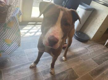 Ruby -  Labrador Retriever Dog for Adoption in Nashville, Georgia - Ruby | PetCurious