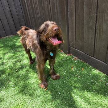 Rusty -  Australian Shepherd and Poodle Dog for Adoption in Loxahatchee Groves, Florida - Rusty | PetCurious