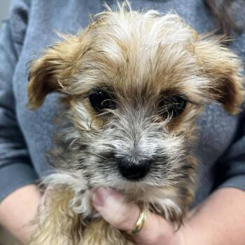 Rescue Maltese and Yorkshire Terrier Dogs for Adoption in Wichita, Kansas - Puppy 1 | PetCurious