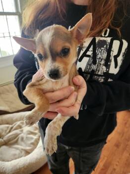 Chihuahua Dogs Available for Adoption - Simone  | PetCurious