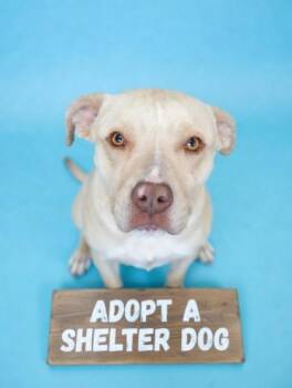 Keaton -  Pit Bull Terrier and Mixed Breed Dog for Adoption in Bowling Green, Kentucky - Keaton | PetCurious