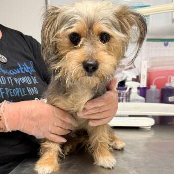 Maurice -  Yorkshire Terrier Dog for Adoption in Trenton, New Jersey - Maurice | PetCurious