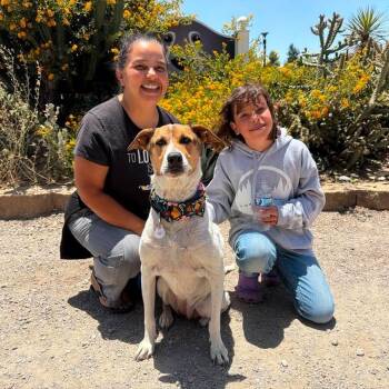 Pearl -  Terrier Dog for Adoption in Ramona, California - Pearl | PetCurious