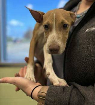 Rescue Pit Bull Terrier and Mixed Breed Dogs for Adoption in Longview, Texas - Icecream Cone | PetCurious