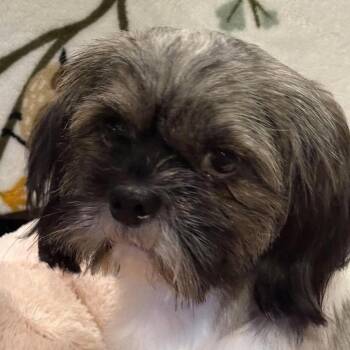 Basil -  Shih Tzu Dog for Adoption in Calgary, Alberta - Basil | PetCurious