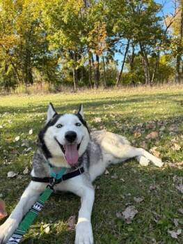 Rescue Mixed Breed Dogs for Adoption in Chicago, Illinois - Nate | PetCurious