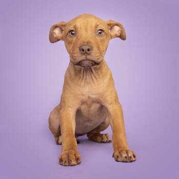 Ruby -  Mixed Breed Dog for Adoption in Franklin, Tennessee - Ruby | PetCurious