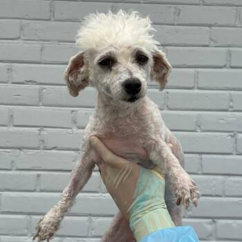 Rescue Bichon Frise Dogs for Adoption in Northbrook, Illinois - Fantasia | PetCurious