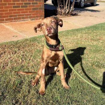 Fudge -  Catahoula Leopard Dog Dog for Adoption in Stillwater, Oklahoma - Fudge | PetCurious