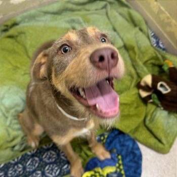 Dakota -  Wirehaired Terrier Dog for Adoption - Dakota | PetCurious