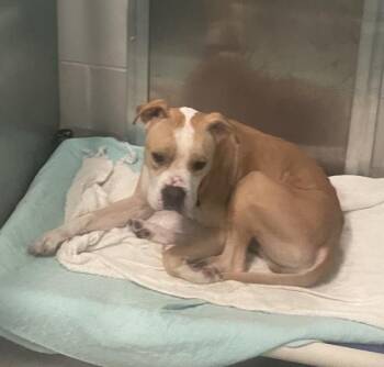 Moko -  Mixed Breed Dog for Adoption - Moko | PetCurious