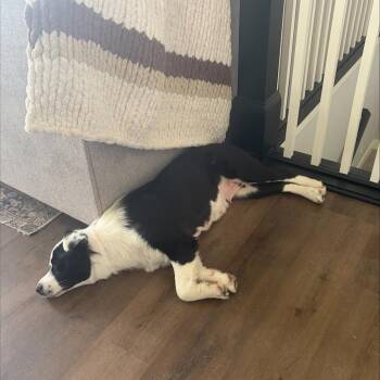Bessie -  Mixed Breed Dog for Adoption in Buffalo, Minnesota - Bessie | PetCurious