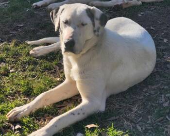 Rescue Great Pyrenees Dogs for Adoption in Cleveland, Alabama - Brook | PetCurious