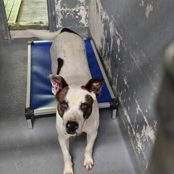 Buster -  Mixed Breed Dog Available for Adoption - Buster | PetCurious