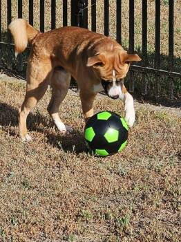 Boxer and Anatolian Shepherd Dogs Available for Adoption in Youngsville, North Carolina - Ricky | PetCurious