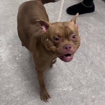 Kibblery -  Mixed Breed Dog for Adoption in Philadelphia, Pennsylvania - Kibblery | PetCurious