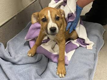 Belgian Shepherd Malinois and Pit Bull Terrier Dogs Available for Adoption in Modesto, California - A609004 | PetCurious