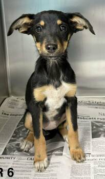 Terrier Dogs Available for Adoption in Newport, Tennessee - Abundant Hope | PetCurious