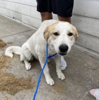 Great Pyrenees and Terrier Dogs Available for Adoption in Bloomfield, Connecticut - Breezy | PetCurious