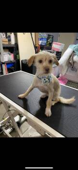 Wirehaired Terrier and Poodle Dogs Available for Adoption - Gibs | PetCurious