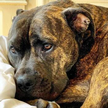 Diesel -  Pit Bull Terrier Dog for Adoption in Winston-salem, North Carolina - Diesel | PetCurious
