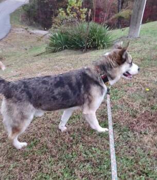 Rescue Husky Dogs for Adoption in Clay City, Kentucky - Bernie | PetCurious