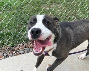 SPRIGGS -  Pit Bull Terrier and Siberian Husky Dog for Adoption in Charlotte, North Carolina - SPRIGGS | PetCurious