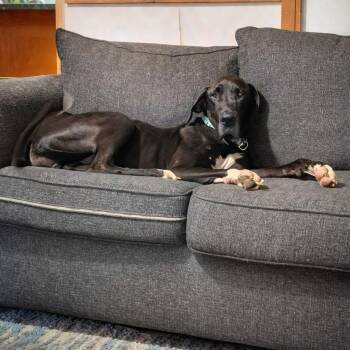 Great Dane Dogs Available for Adoption in Rochester, Minnesota - Molly Moo | PetCurious