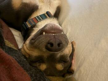 Axel -  Labrador Retriever Dog for Adoption in Millcreek, Utah - Axel | PetCurious