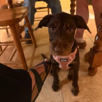 Buttercup D71426 -  Dachshund and Terrier Dog for Adoption in Minnetonka, Minnesota - Buttercup D71426 | PetCurious